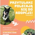 Przytulaki polecają się do adopcji!